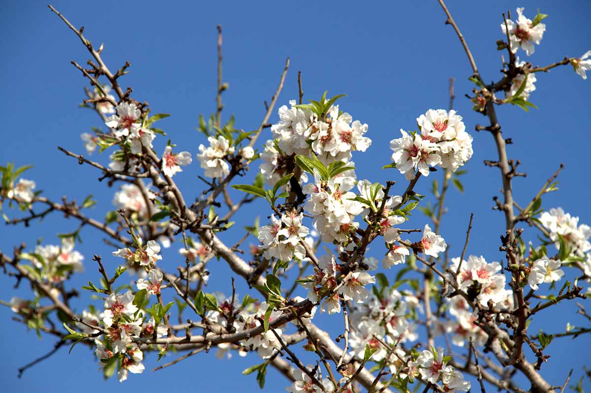 Mandelblüte klein