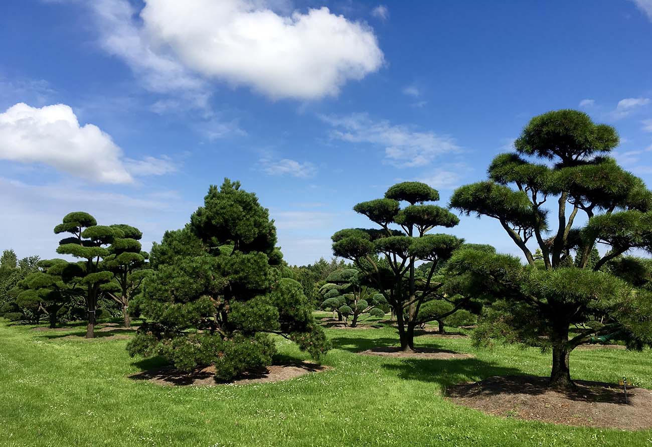 Bad-Zwischenahn-nursery-2638364-1300px