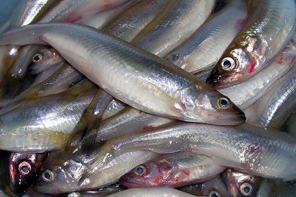 Traditionelles Stinte-Essen